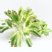 Kalanchoe Houghtonii | Mother of Thousands" or "Devil's Backbone," - Greensouq - 