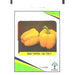 Kalash Sweet Pepper KSP 1709 F1 Hybrid Premium Quality Seeds - Greensouq - 