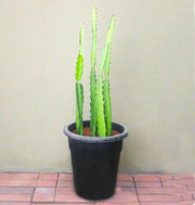 Kanzacam Cactus or Pachycereus gaumeri 5pp or 0.3 - 0.5m - Greensouq - 