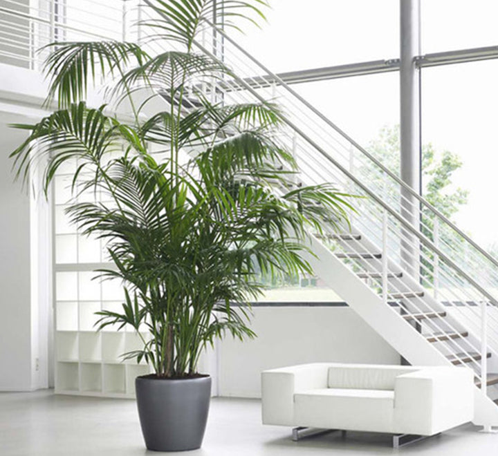 Howea forsteriana, Kentia Palm or Thatch Palm