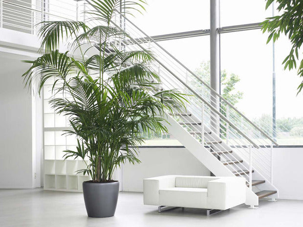 Howea forsteriana, Kentia Palm or Thatch Palm