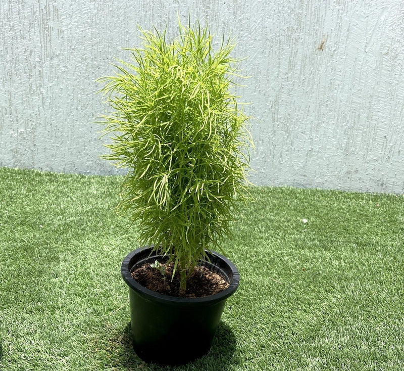 Kochia "summer cypress" 35 - 50 cm - Greensouq - 