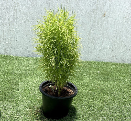 Kochia "summer cypress" 35 - 50 cm - Greensouq - 