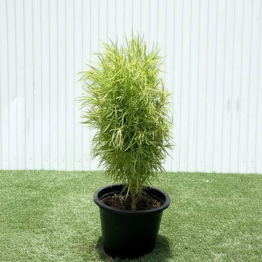 Kochia "summer cypress" 35 - 50 cm - Greensouq - 