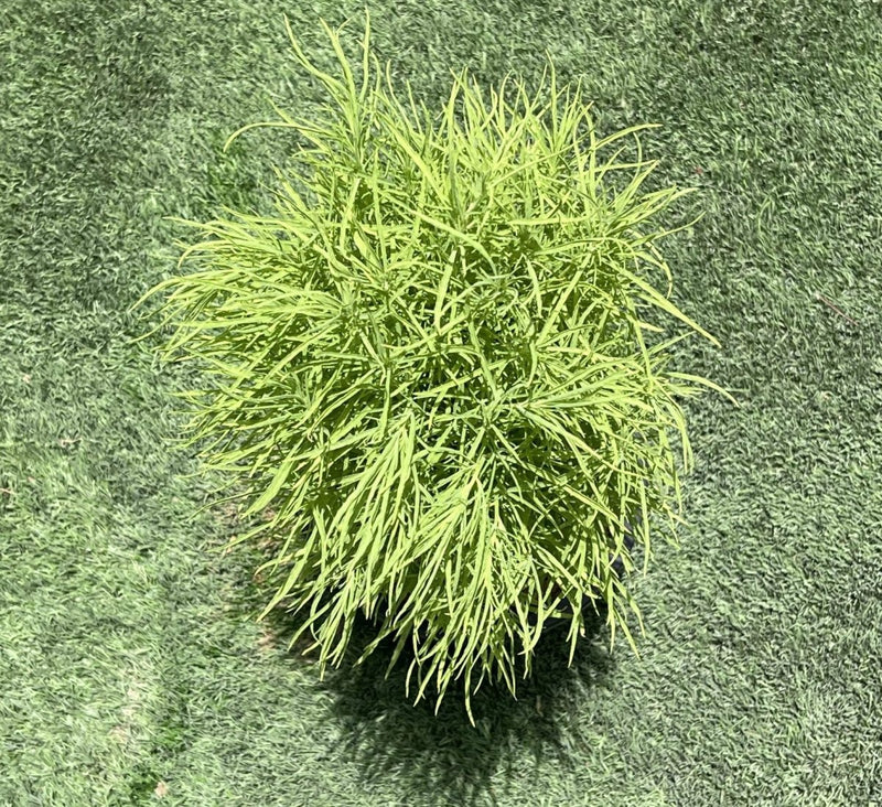 Kochia "summer cypress" 35 - 50 cm - Greensouq - 