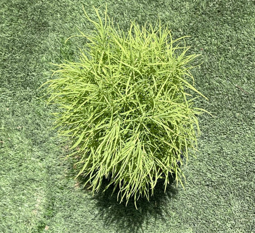 Kochia "summer cypress" 35 - 50 cm - Greensouq - 