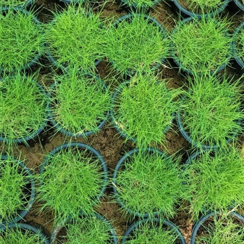 Korean Lawn Grass - Zoysia Japonica | UAE Luxuriant Carpet-like Turf! - Greensouq -