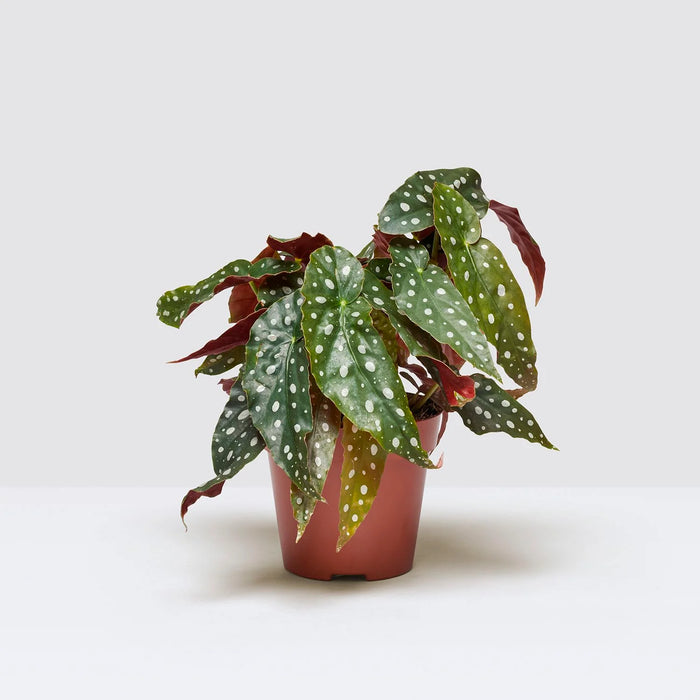 Begonia maculata or Polka Dot begonia 20 - 30cm