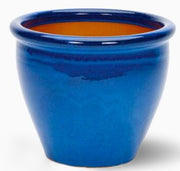 🌸 Labnani Jasmine - Dwarf Variety, 0.5 - 0.6m Height | Dubai's Favorite! - Greensouq - 