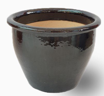 🌸 Labnani Jasmine - Dwarf Variety, 0.5 - 0.6m Height | Dubai's Favorite! - Greensouq - 