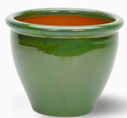 🌸 Labnani Jasmine - Dwarf Variety, 0.5 - 0.6m Height | Dubai's Favorite! - Greensouq - 