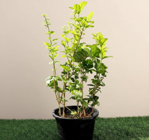 Labnani Jasmine "Jasminum Labnani" 0.5 - 0.6m - Greensouq - 