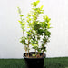 Labnani Jasmine "Jasminum Labnani" 0.5 - 0.6m - Greensouq - 
