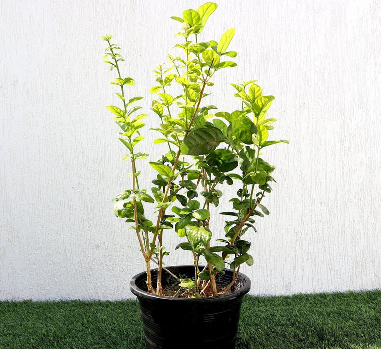 Labnani Jasmine "Jasminum Labnani" 0.5 - 0.6m - Greensouq - 