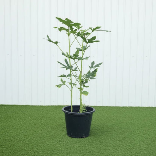 Lady Finger Plant (Okra) 30-50cm | UAE Home Gardening! - Greensouq -