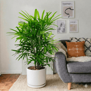 Lady Palm (0.8 - 0.1m) | Dubai's Favorite Houseplant! - Greensouq - 
