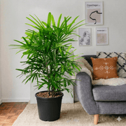 Lady Palm (0.8 - 0.1m) | Dubai's Favorite Houseplant! - Greensouq - 