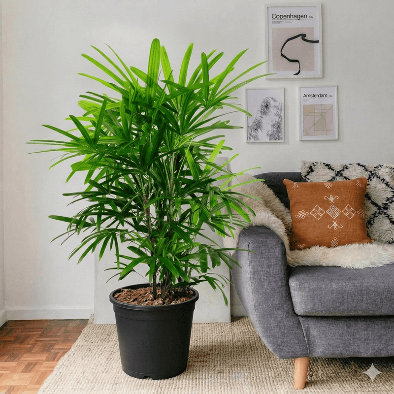 Lady Palm (0.8 - 0.1m) | Dubai's Favorite Houseplant! - Greensouq - 