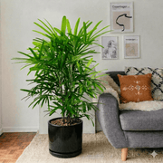 Lady Palm (0.8 - 0.1m) | Dubai's Favorite Houseplant! - Greensouq - 