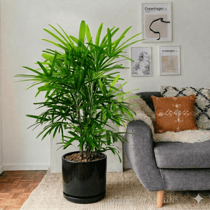 Lady Palm (0.8 - 0.1m) | Dubai's Favorite Houseplant! - Greensouq - 