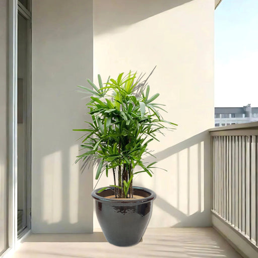 lady palm in black rolled rim pot