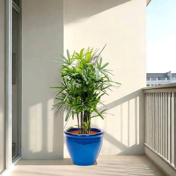 lady palm in blue rolled rim pot