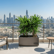 Lady Palm in Fiber Glass Pot 90 - 30 - 30 - Elegant and Easy to Care for - Greensouq - 