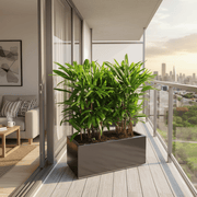 Lady Palm in Fiber Glass Pot 90 - 30 - 30 - Elegant and Easy to Care for - Greensouq - 