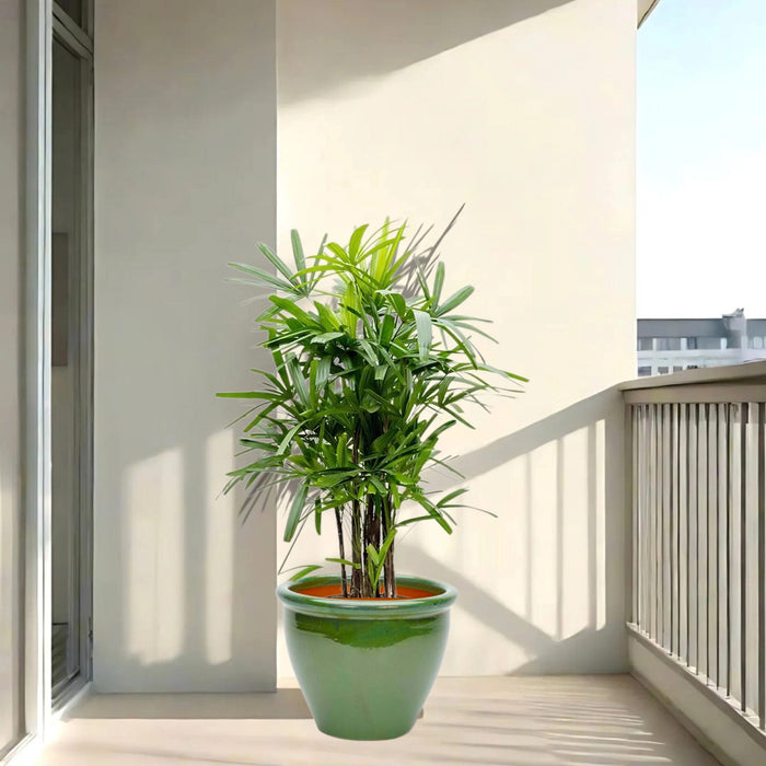 lady palm in green rolled rim pot