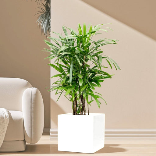 Lady Palm "Rhapis Excelsa سيدة النخيل in Grp Square Pot 40x40 - Greensouq - 