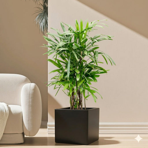 Lady Palm "Rhapis Excelsa سيدة النخيل in Grp Square Pot 40x40 - Greensouq - 
