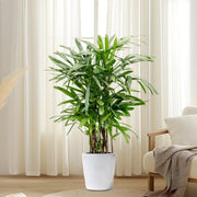 Lady Palm "Rhapis Excelsa سيدة النخيل or Miniature Fan Palm" 0.8 - 0.1m - Greensouq - 