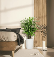 Lady Palm "Rhapis Excelsa سيدة النخيل or Miniature Fan Palm" 0.8 - 0.1m - Greensouq - 