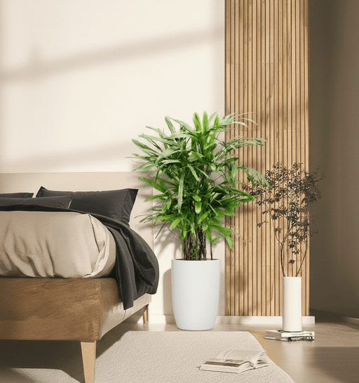 Lady Palm "Rhapis Excelsa سيدة النخيل or Miniature Fan Palm" 0.8 - 0.1m - Greensouq - 