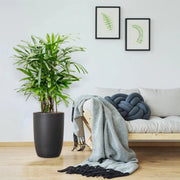 Lady Palm "Rhapis Excelsa سيدة النخيل or Miniature Fan Palm" 0.8 - 0.1m - Greensouq - 