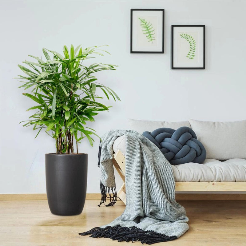 Lady Palm "Rhapis Excelsa سيدة النخيل or Miniature Fan Palm" 0.8 - 0.1m - Greensouq - 