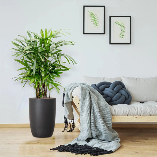 Lady Palm "Rhapis Excelsa سيدة النخيل or Miniature Fan Palm" 0.8 - 0.1m - Greensouq - 