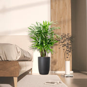 Lady Palm "Rhapis Excelsa سيدة النخيل or Miniature Fan Palm" 0.8 - 0.1m - Greensouq - 