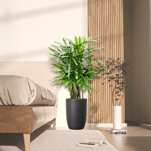 Lady Palm "Rhapis Excelsa سيدة النخيل or Miniature Fan Palm" 0.8 - 0.1m - Greensouq - 