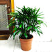 Lady Palm "Rhapis Excelsa سيدة النخيل or Miniature Fan Palm" 0.8 - 0.1m - Greensouq - 