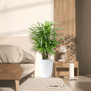 Lady Palm "Rhapis Excelsa سيدة النخيل or Miniature Fan Palm" 0.8 - 0.1m - Greensouq - 