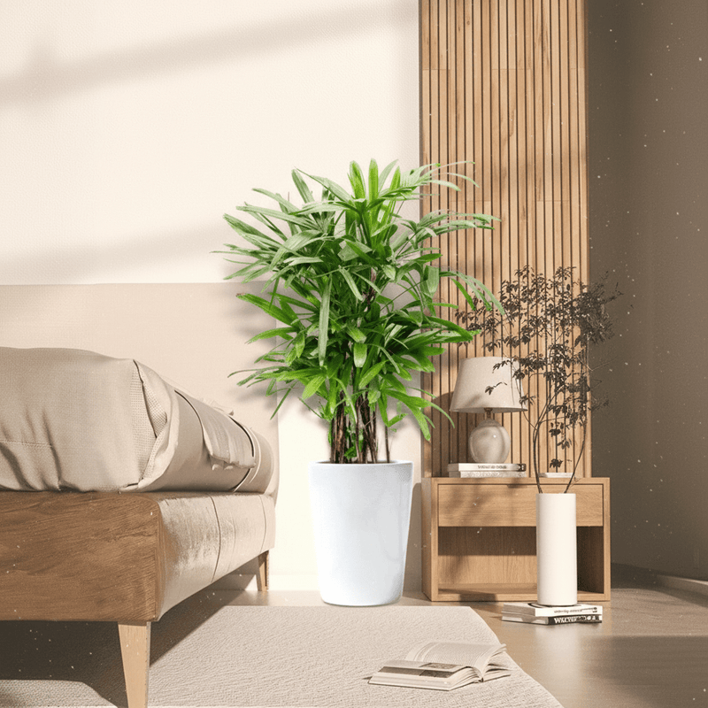 Lady Palm "Rhapis Excelsa سيدة النخيل or Miniature Fan Palm" 0.8 - 0.1m - Greensouq - 