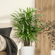 Lady Palm "Rhapis Excelsa سيدة النخيل or Miniature Fan Palm" 0.8-0.1m | UAE's Premium Tropical Palm - Greensouq -
