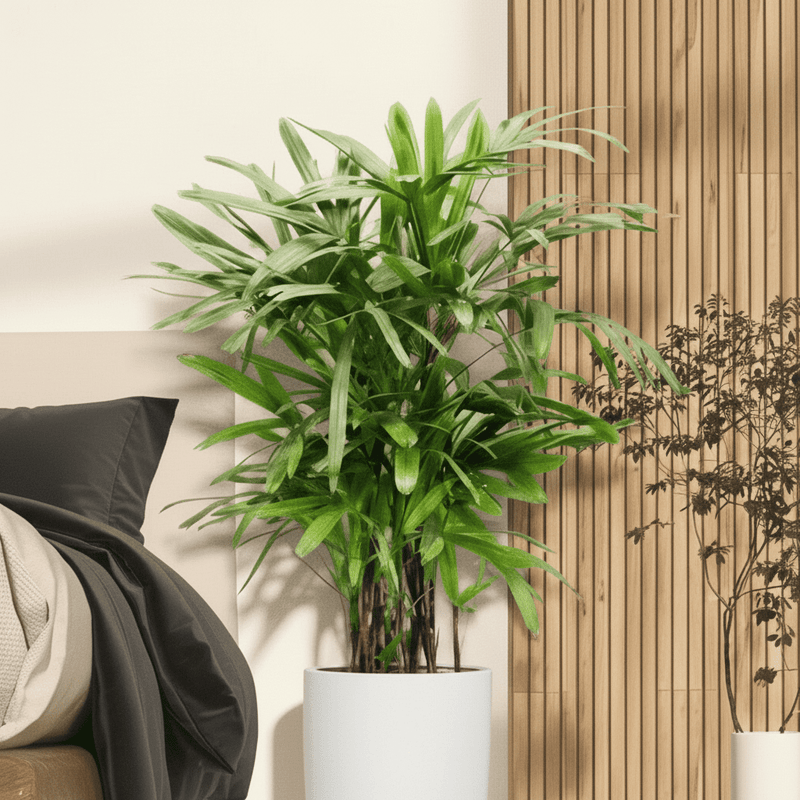 Lady Palm "Rhapis Excelsa سيدة النخيل or Miniature Fan Palm" 0.8-0.1m | UAE's Premium Tropical Palm - Greensouq -