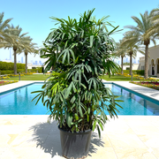 Lady Palm "Rhapis Excelsa سيدة النخيل or Miniature Fan Palm" 2.5 - 3.0m - Greensouq - 