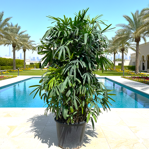 Lady Palm "Rhapis Excelsa سيدة النخيل or Miniature Fan Palm" 2.5 - 3.0m - Greensouq - 