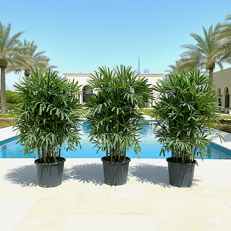 Lady Palm "Rhapis Excelsa سيدة النخيل or Miniature Fan Palm" 2.5 - 3.0m - Greensouq - 