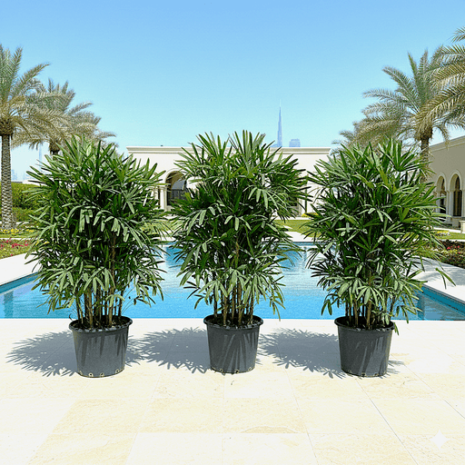 Lady Palm "Rhapis Excelsa سيدة النخيل or Miniature Fan Palm" 2.5 - 3.0m - Greensouq - 