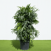 Lush Lady Palm "Rhapis Excelsa سيدة النخيل or Miniature Fan Palm" 2.5 - 3.0m - Greensouq -