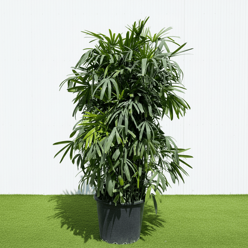 Lush Lady Palm "Rhapis Excelsa سيدة النخيل or Miniature Fan Palm" 2.5 - 3.0m - Greensouq -